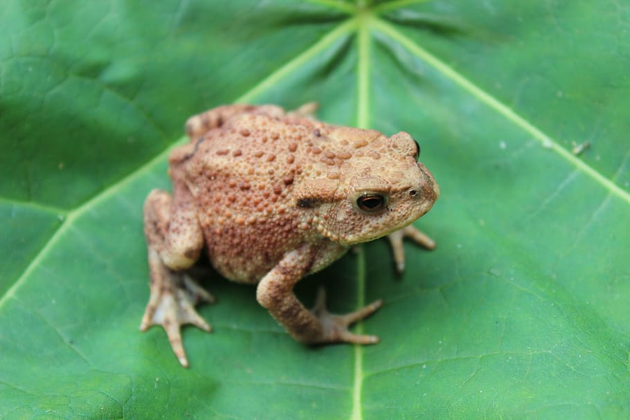 toad, leaf, warts, green, animal, animal themes, one animal HD wallpaper