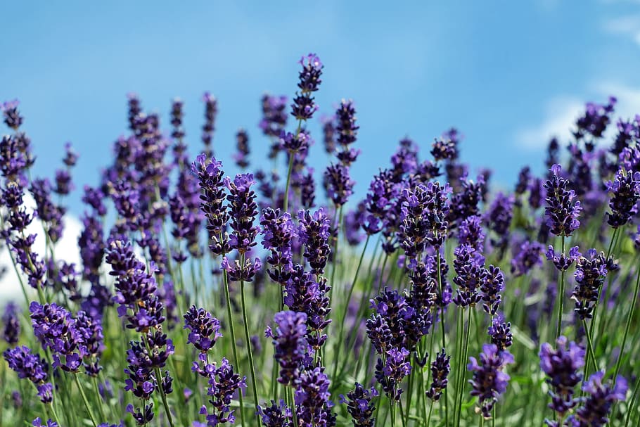purple flowers, lavender, bloom, violet, fragrance, sky, flowering plant HD wallpaper
