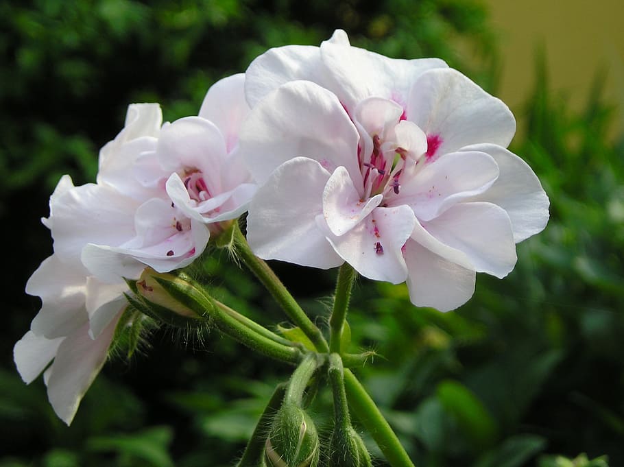 flowers, bellagonie, tender, flowering plant, freshness, fragility HD wallpaper