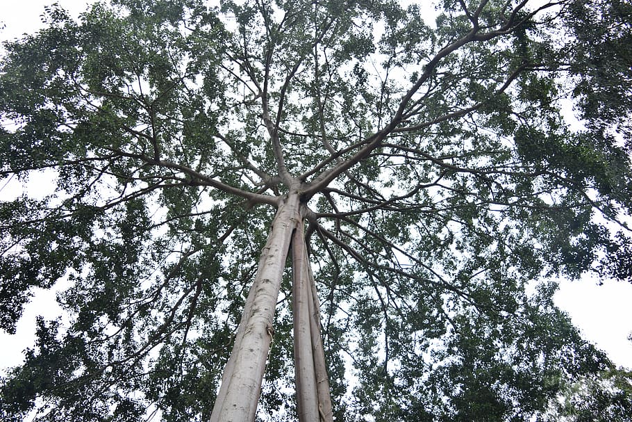tree, green tree, plant, low angle view, growth, trunk, tranquility HD wallpaper
