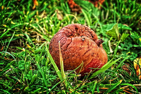 fruit, apple, autumn, windfall, rot, lazy, fäule rot, moder HD wallpaper