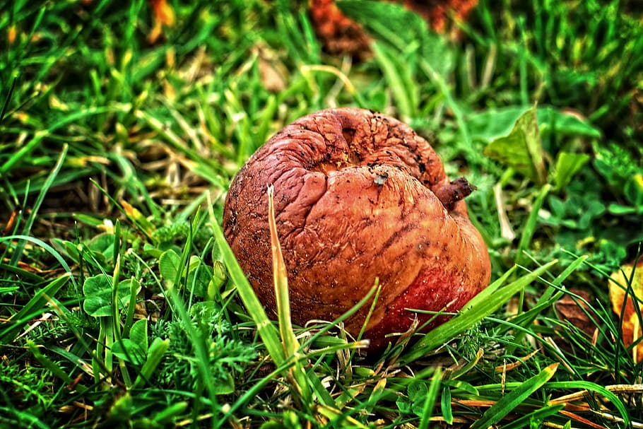fruit, apple, autumn, windfall, rot, lazy, fäule rot, moder HD wallpaper