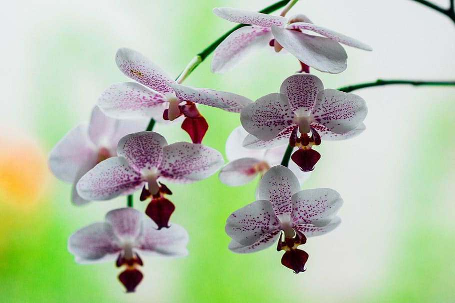 orchid, pink, flower, nature, plant, petal, white, blossom, HD wallpaper