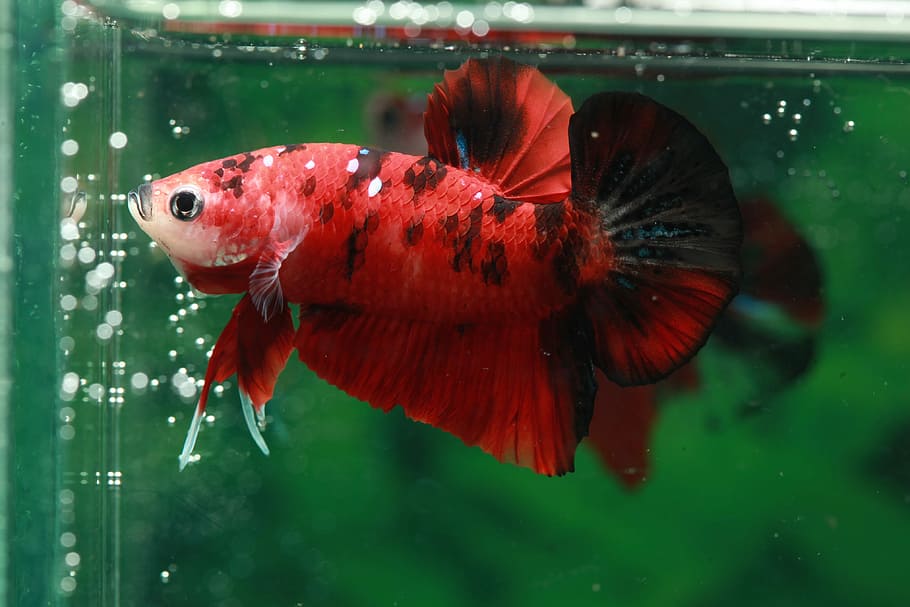 Betta, Fish, hmpk, one animal, animal themes, animals in the wild HD wallpaper