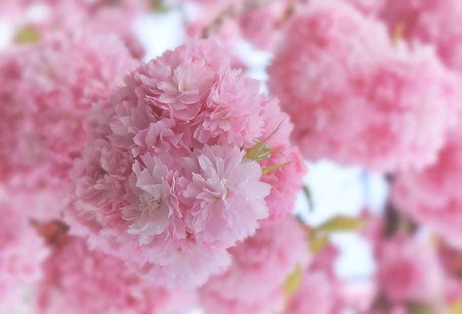 selective photography of pink petaled flowers, japanese cherry blossom, HD wallpaper