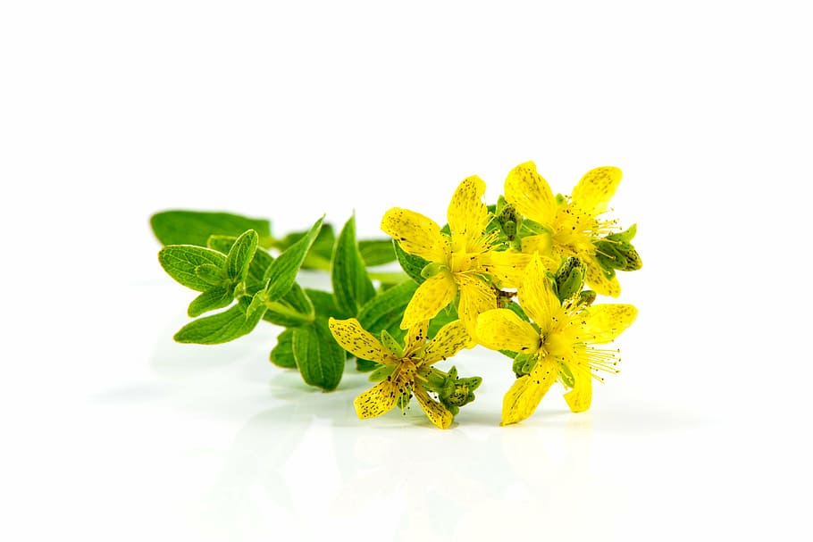 herb-st-john-s-wort-flower-closeup-flora