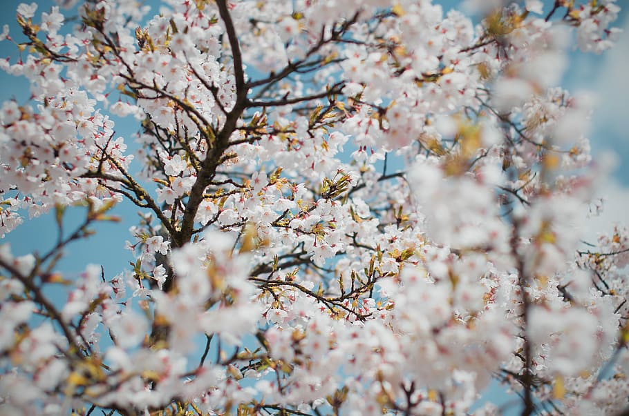 white petaled flowers bloom, white flowering tree under calm sky HD wallpaper