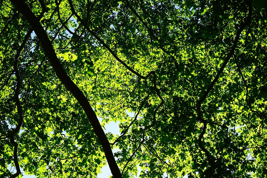 canopy, green, leaves, trees, spring, summer, plane, plant HD wallpaper