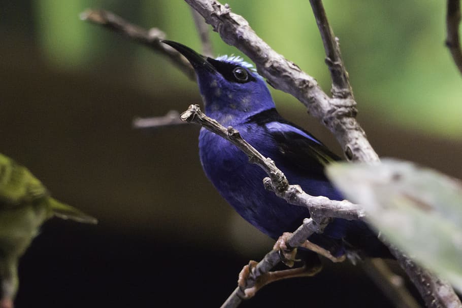 bird-fly, colored feathers, nature, branch, animal, animal themes HD wallpaper
