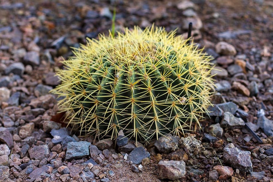green cactus on stones, green cactus plant, pebble, succulent HD wallpaper