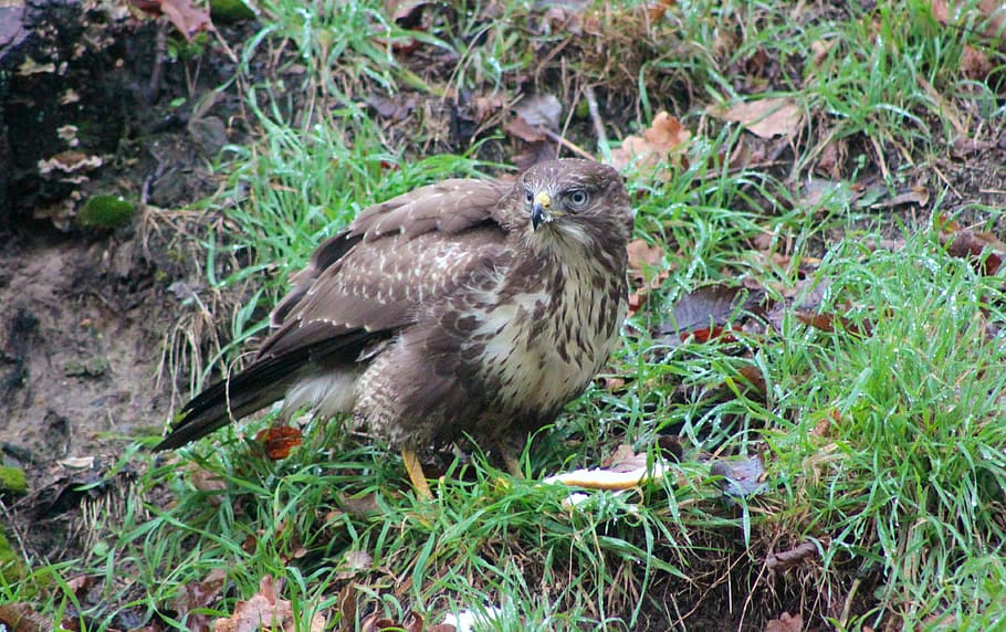 hawk, falcon, common buzzard, bird of prey, predator, animal world HD wallpaper