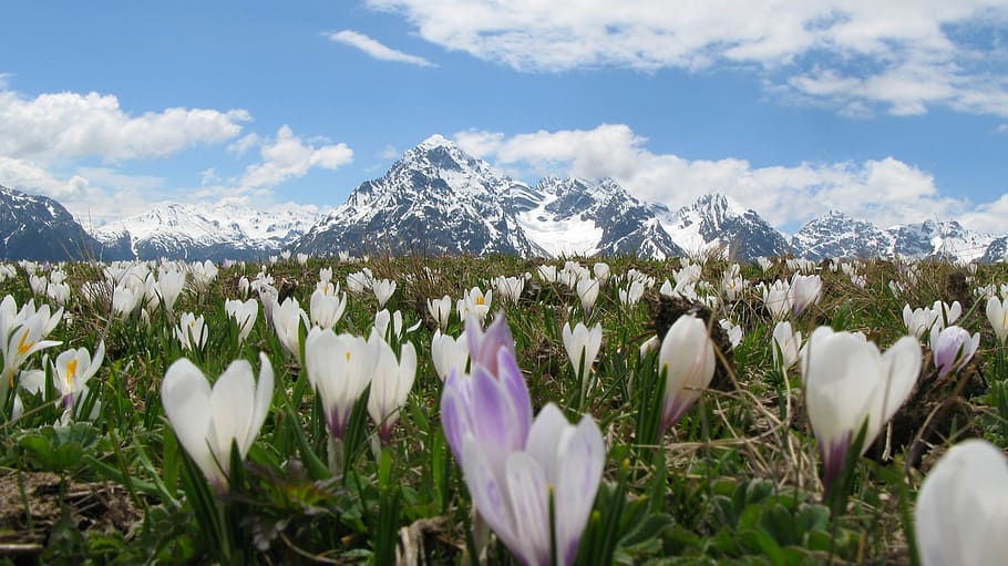 landscape photography of white and purple flowers, Crocus, Alpine HD wallpaper
