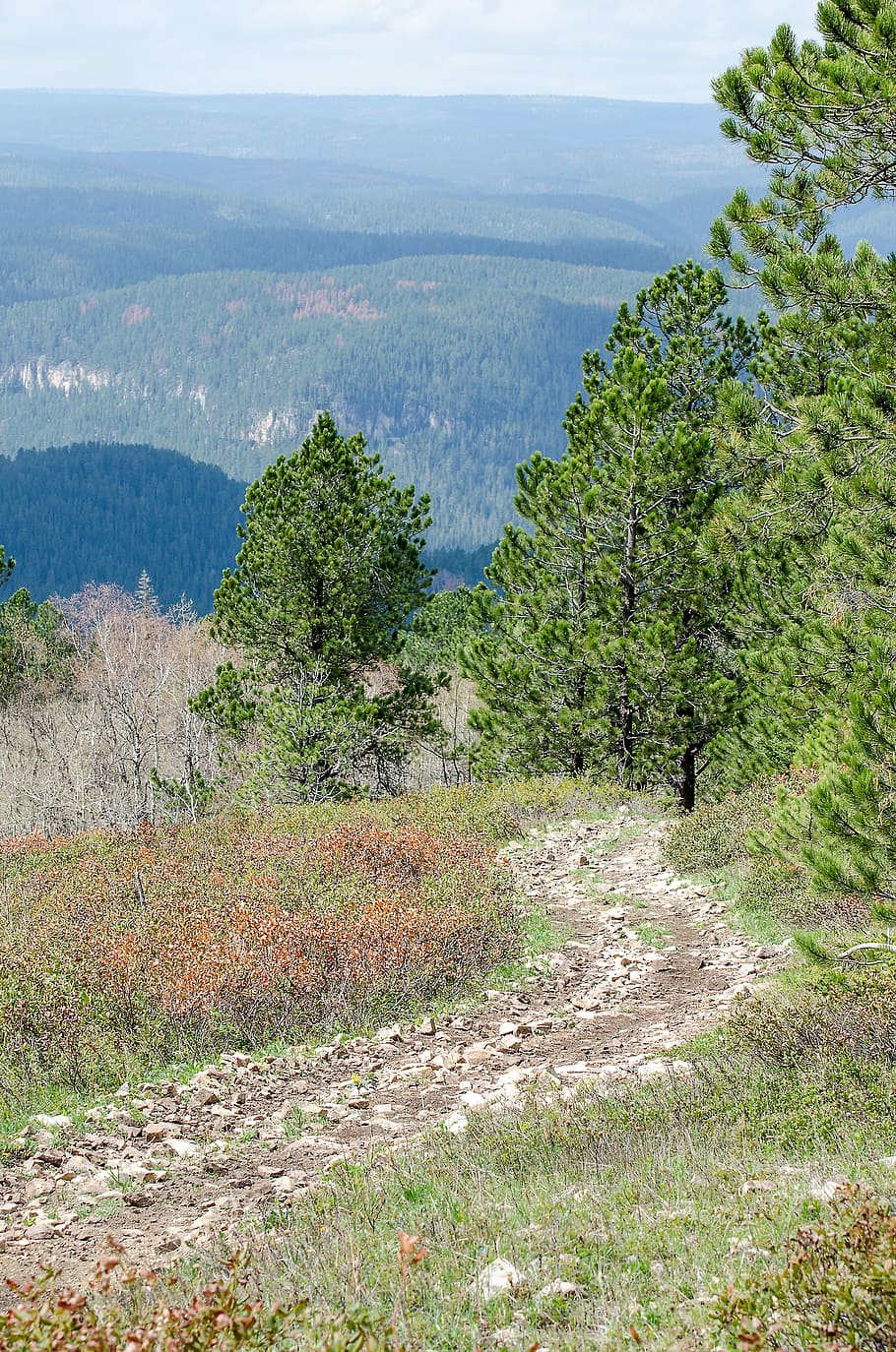 Mountain Trail, Trail, Trees, Mountains, green, far, top, nature HD wallpaper