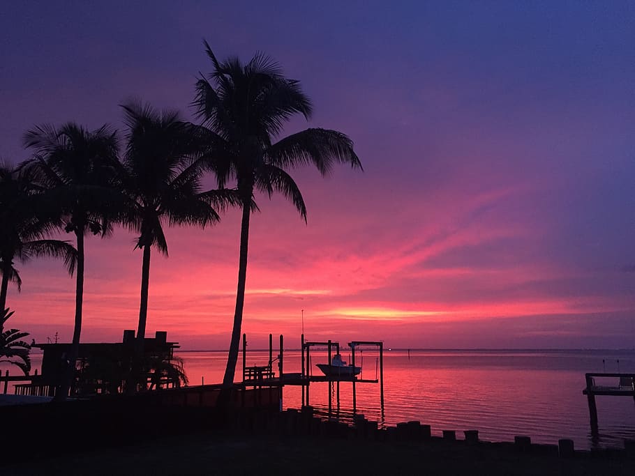 sunset, florida, ruskin, silhouets, palms, silhouettes, pink sky, HD wallpaper