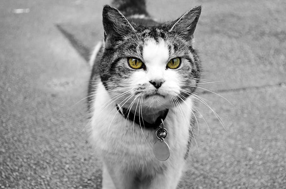 gray cat, animal, attention, background, character, curiosity HD wallpaper