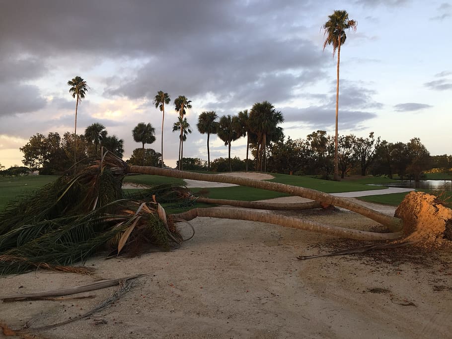 hurricane, storm damage, nature, tree, environment, uprooted, HD wallpaper