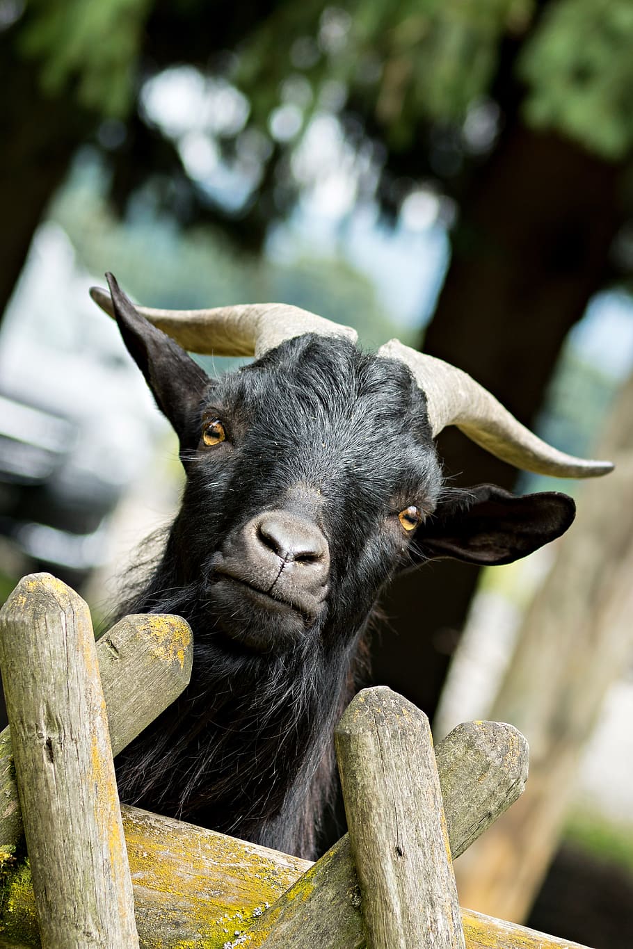 black goat near brown wooden board, bock, billy goat, curious, HD wallpaper