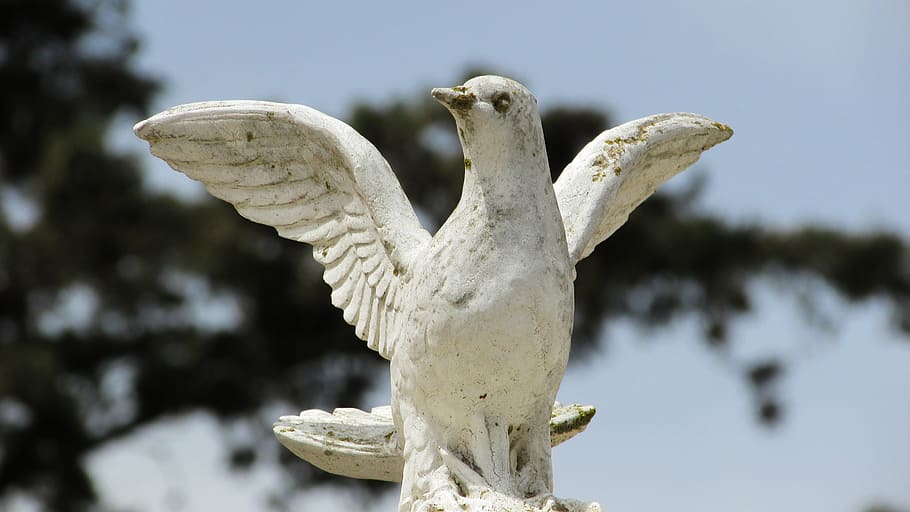 peace, pigeon, white, symbol, church, cyprus, animal, no people HD wallpaper