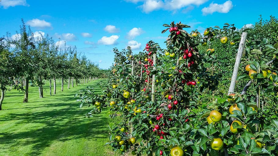 apple trees with green and red fruits, garden, season, summer