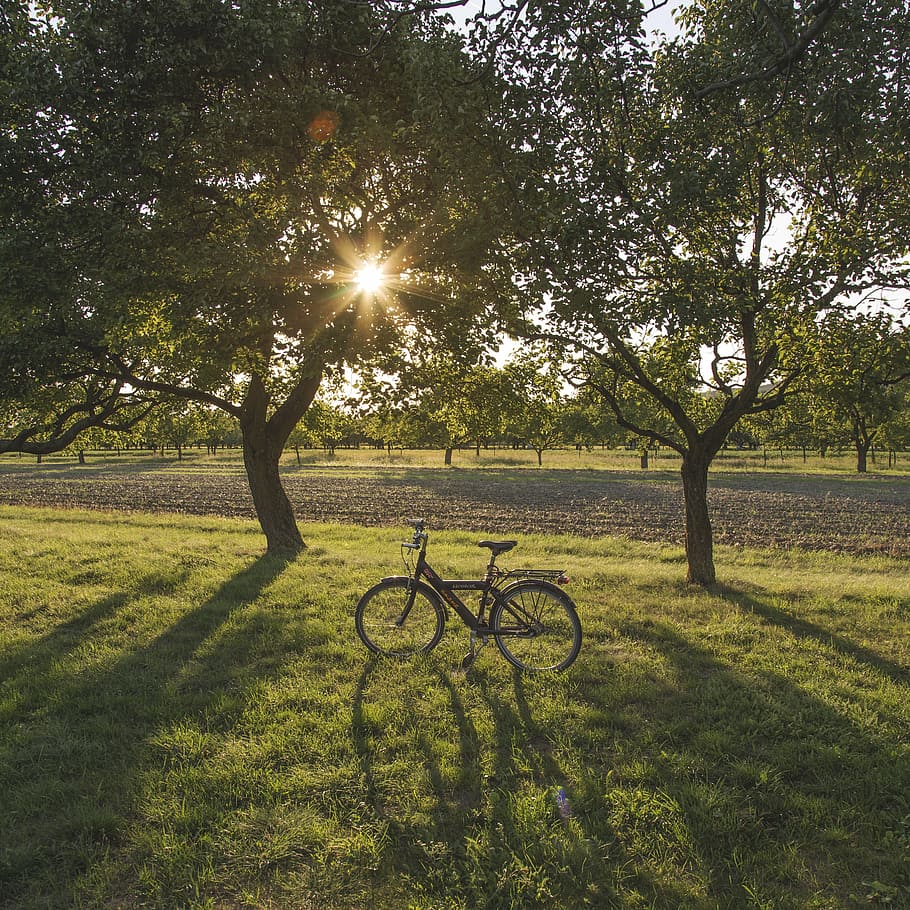 backlight, sun, sunset, plants, meadow, field, summer, outdoor HD wallpaper