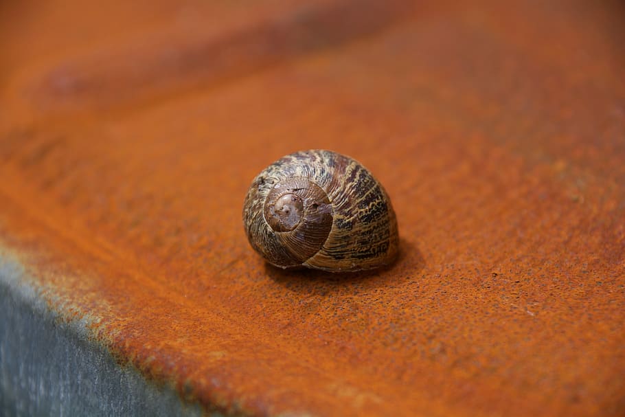 Snail, Rust, Shell, Pattern, Garden, one animal, animal themes HD wallpaper