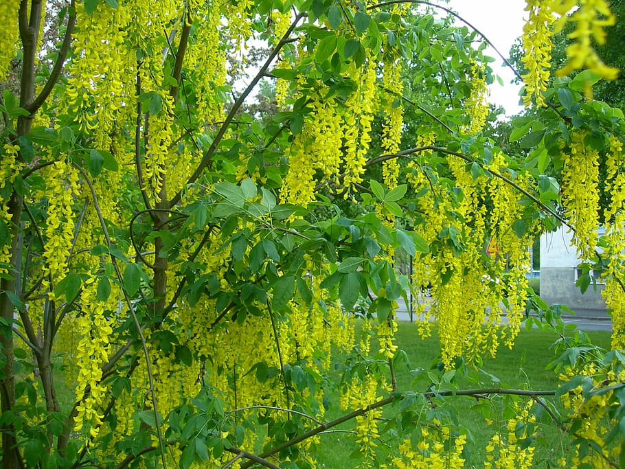 Gold, Tree, Nature, Summer, green, flower, plant, flowering HD wallpaper