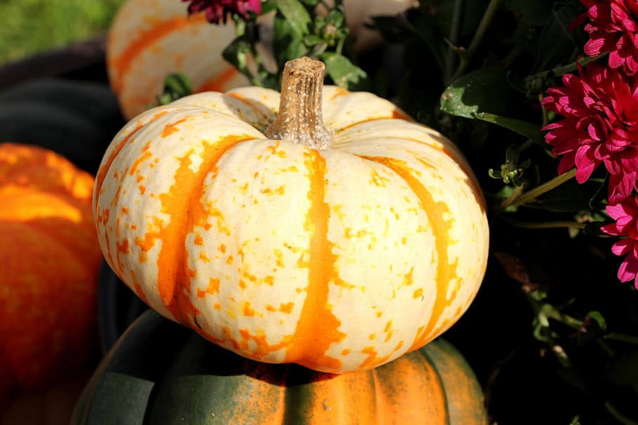 pumpkin, squash, gourd, white, orange, food, decoration, halloween HD wallpaper