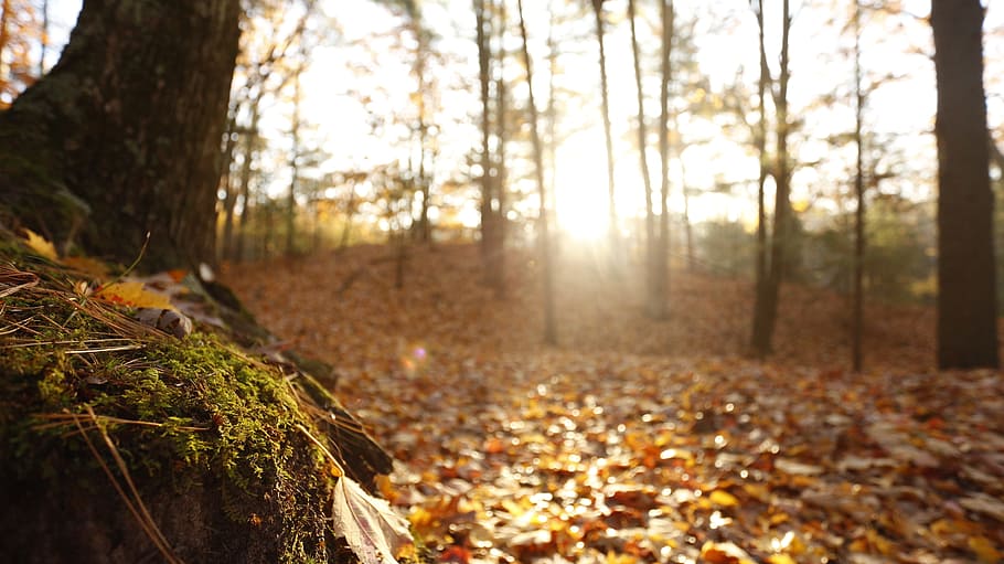 Fall, Dunes, Moss, Light, autumn, forest, leaf, change, nature HD wallpaper