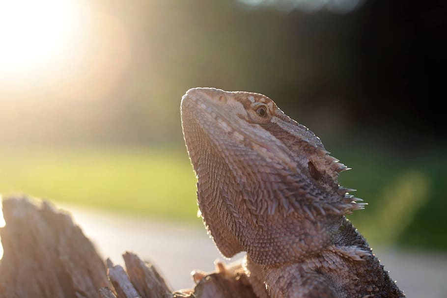 bearded dragon, lizard, bearded dragon lizard, animal themes HD wallpaper