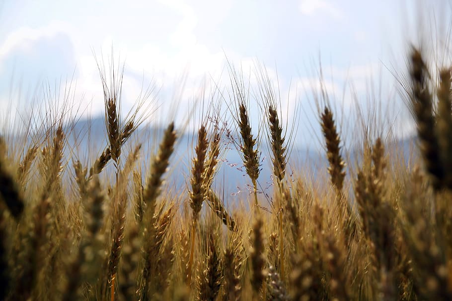 brown plant lot, wheat, fields, crops, wheat field, agriculture HD wallpaper