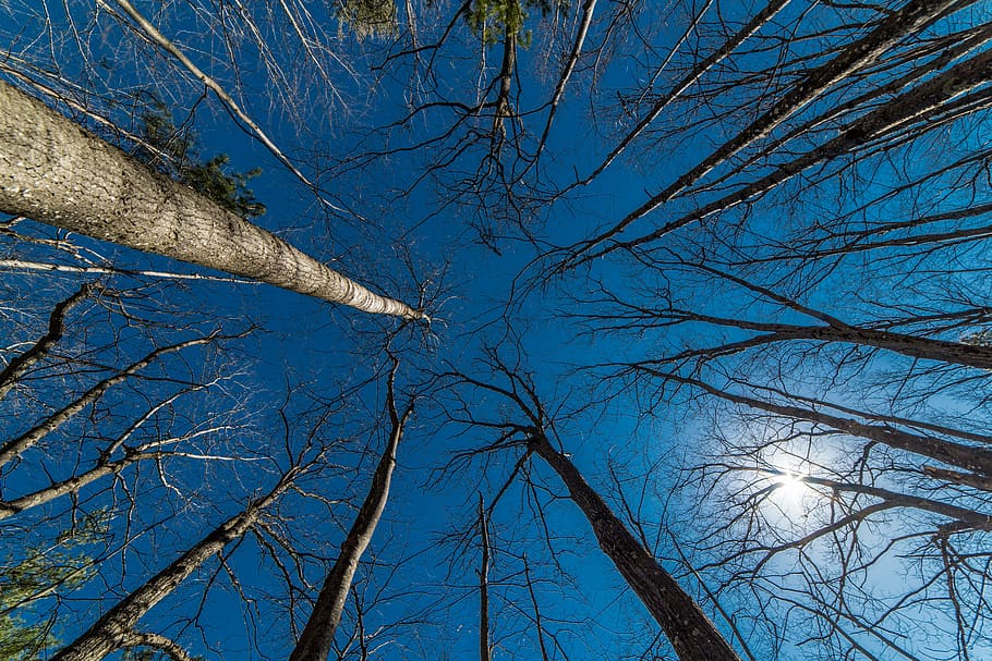 trees, perspective, wood, forest, sunny, natural, bare tree HD wallpaper