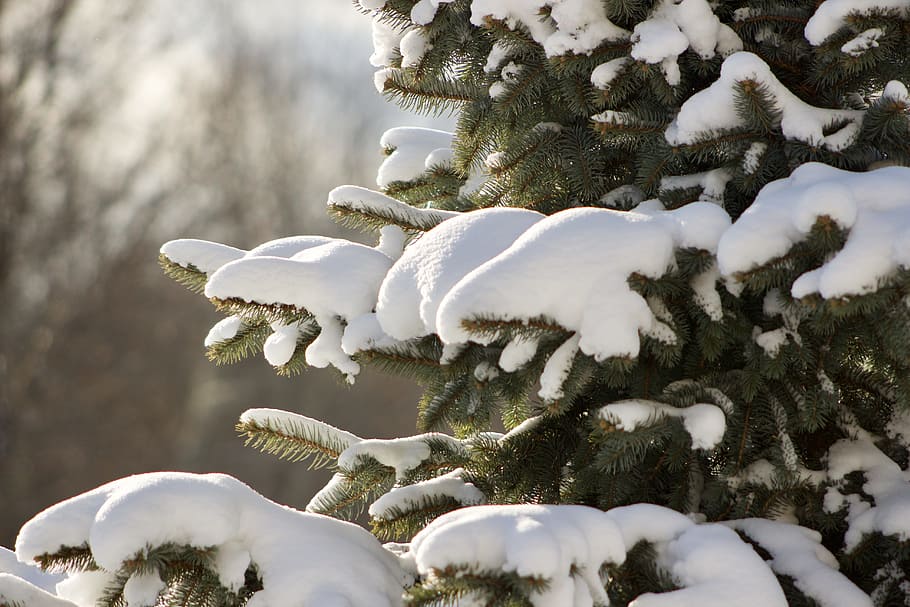 snow covered green leaf tree, winter, cold, nature, outdoors HD wallpaper