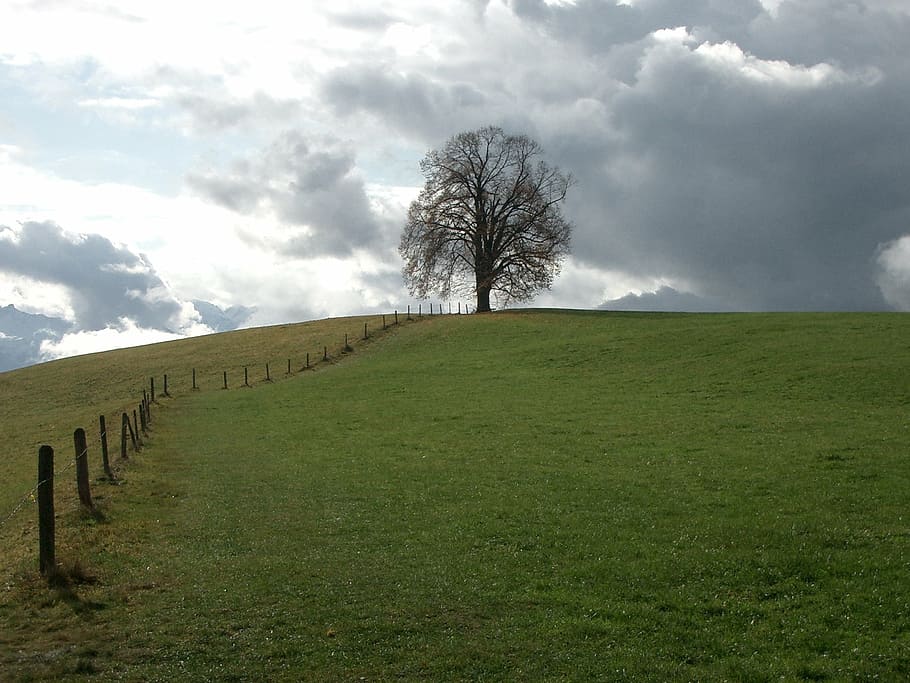 rain clouds, pasture, tree, nature, cloud - Sky, rural Scene HD wallpaper