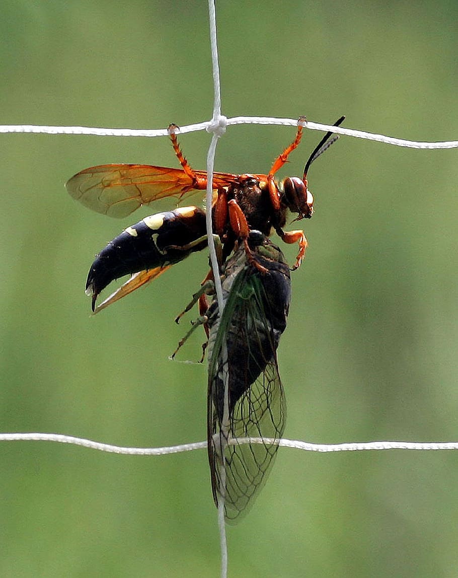 cicada killer wasp, insect, bug, predator, net, macro, close up HD wallpaper