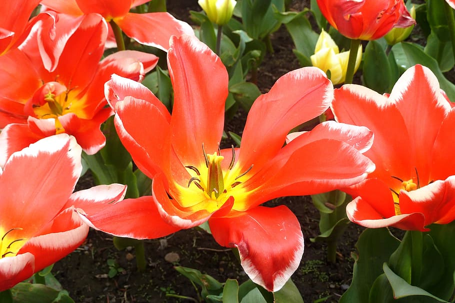 Tulip, Spring, Blossom, red, blossomed, flowers, tulpenbluete HD wallpaper