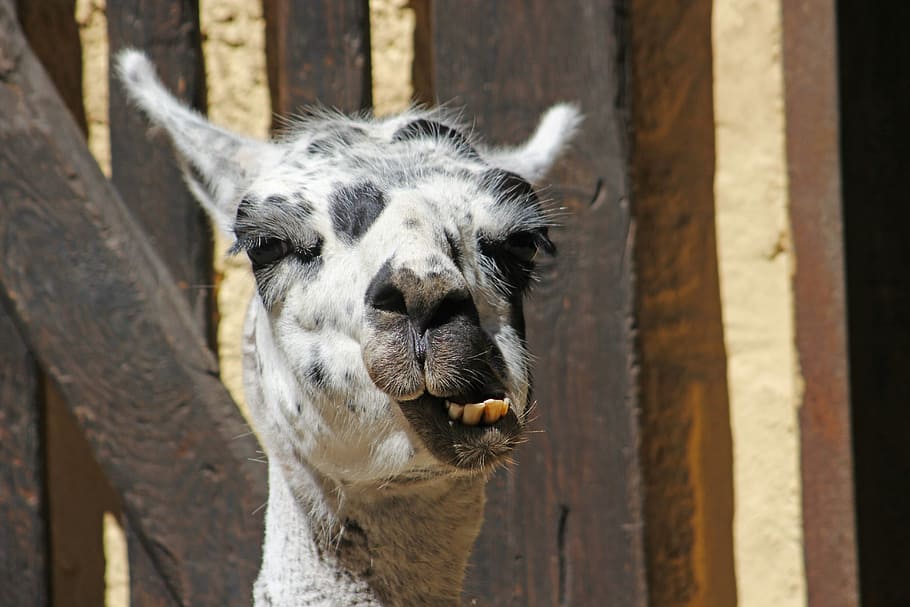 Lama, Head, Face, Ears, Zoo, wildlife photography, mammal, lama head HD wallpaper