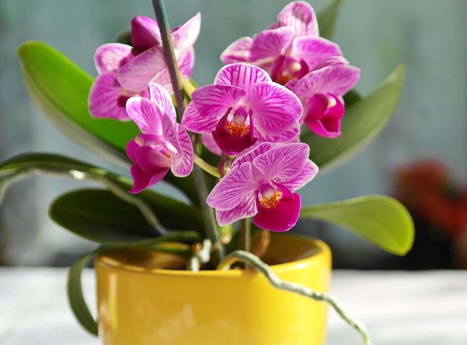 Orchid, Flower, Pink, Blossom, Bloom, purple, yellow, frühlingsblüher, HD wallpaper
