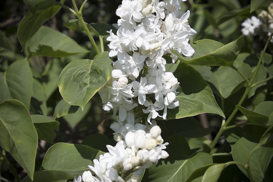 flower, plant, nature, leaf, tree, flowering plant, growth HD wallpaper
