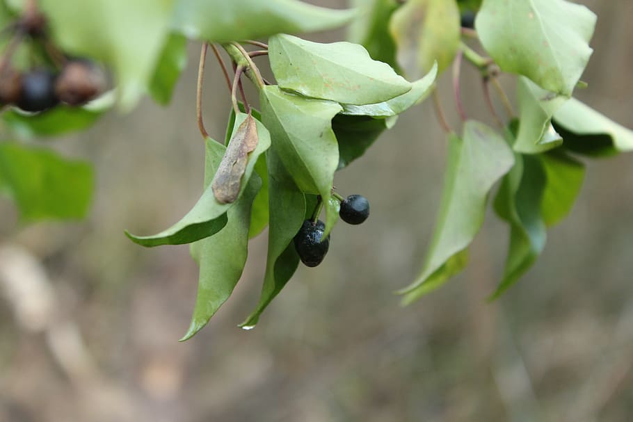 berry, nature, ivy, plant, animal wildlife, plant part, green color HD wallpaper
