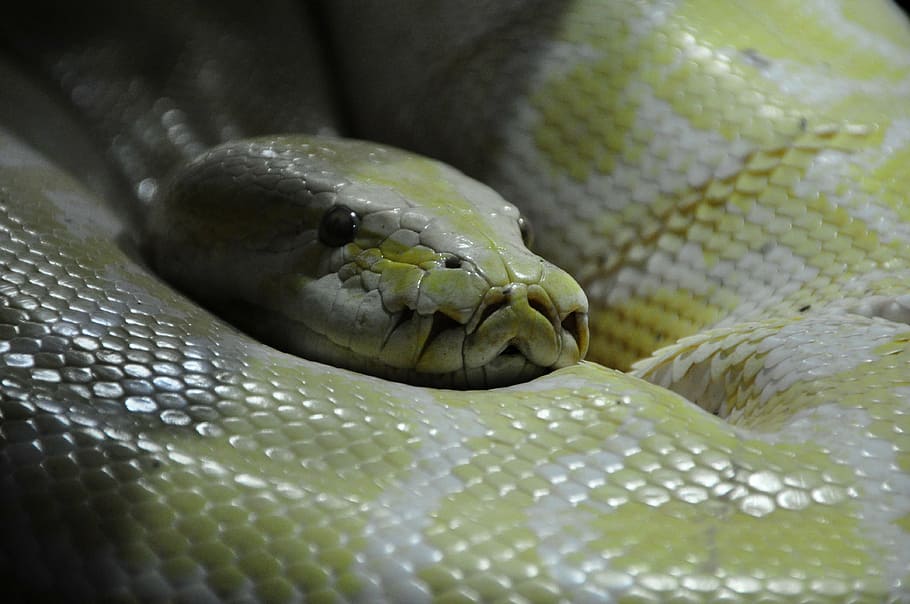 python, snake, boa, constrictor, reptilium, reptile, animals HD wallpaper