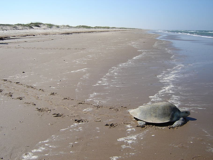 sea turtle, kemp's ridley, beach, sand, water, coast, seacoast, HD wallpaper