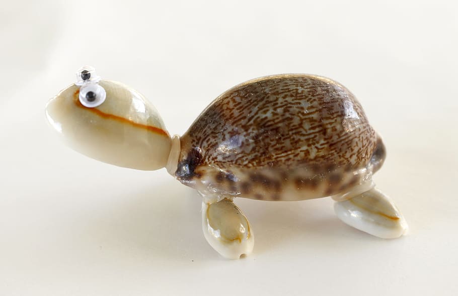 Turtle, Sea Shells, Crafts, animal, animals And Pets, animal Shell HD wallpaper