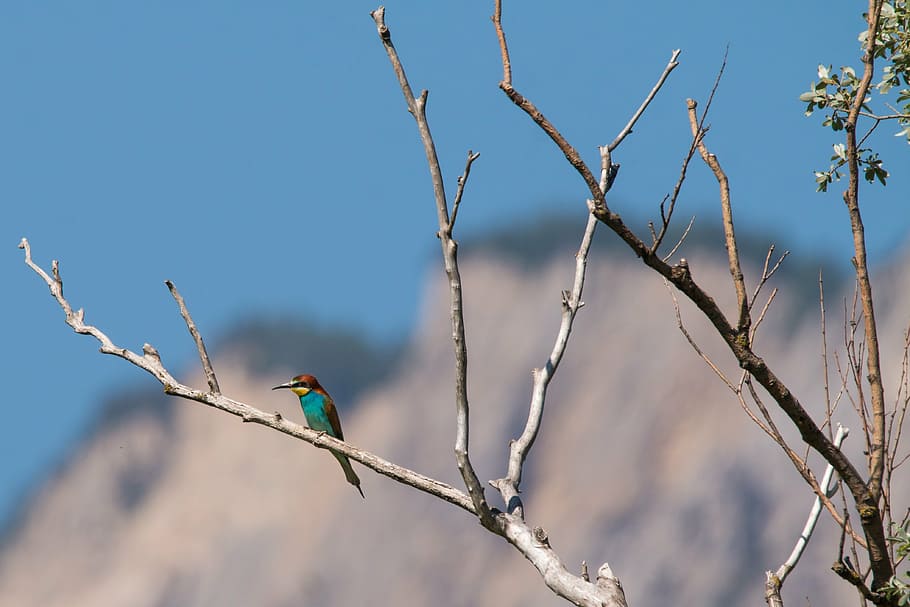 teal and brown bird perching on twig, european bee eater, colorful birds, HD wallpaper