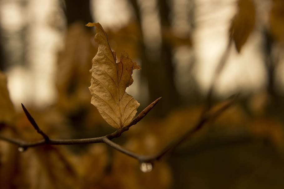 Leaf, Spring, Spring, Branch, Tree, Brown, aesthetic, nature HD wallpaper