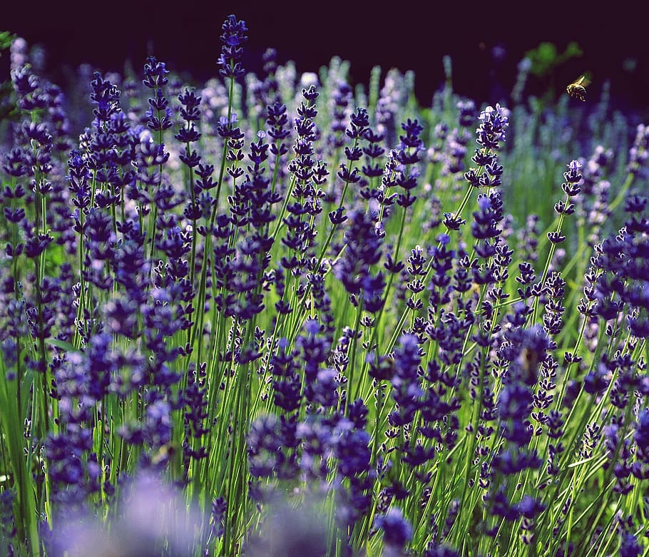 lavender, fragrant, purple, flowering plant, growth, beauty in nature HD wallpaper