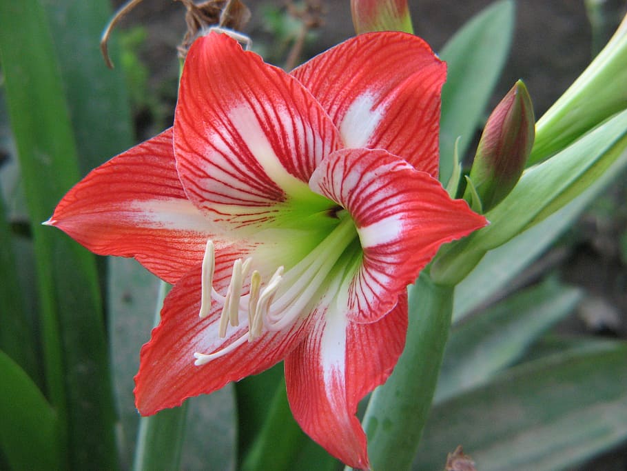 red, flowers, flowering plant, beauty in nature, petal, growth HD wallpaper