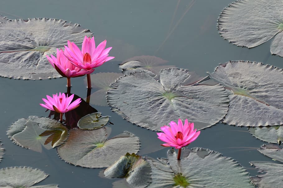 flower, kwai, river, flowering plant, beauty in nature, water lily HD wallpaper
