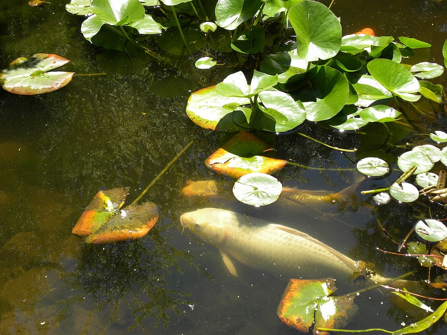 water, fish, koi, carp, swim, water lily, fishes, nature, animal HD wallpaper