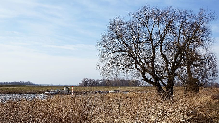 landscape, tree, barge, kahn, elbe, elbufer, nature, winter HD wallpaper