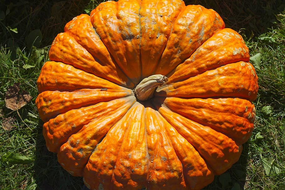 pumpkin, fall, seasonal, orange, color, orange color, autumn HD wallpaper